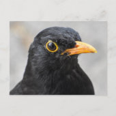 Blackbird Postkarte (Vorderseite)