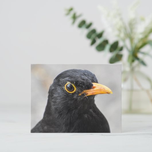 Blackbird Postkarte (Stehend Vorderseite)