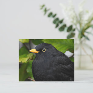 Blackbird Postkarte