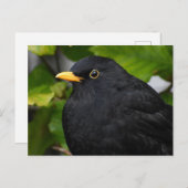 Blackbird Postkarte (Vorne/Hinten)