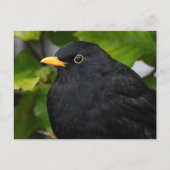 Blackbird Postkarte (Vorderseite)