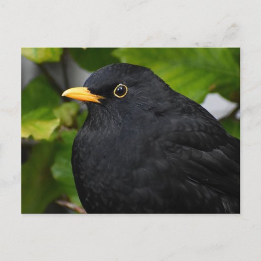 Blackbird Postkarte (Vorderseite)
