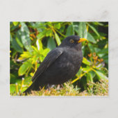 Blackbird Postkarte (Vorderseite)