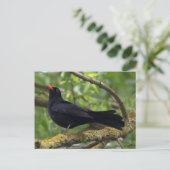 Blackbird Postkarte (Stehend Vorderseite)