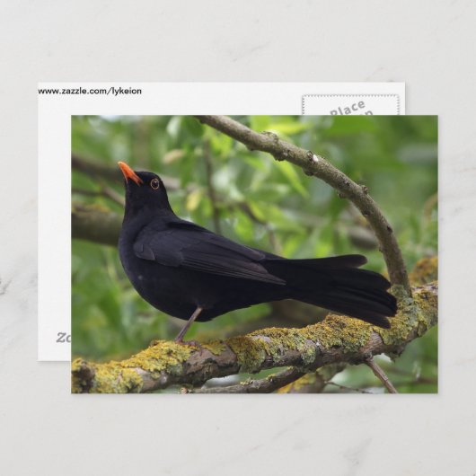 Blackbird Postkarte (Vorne/Hinten)