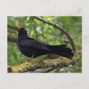 Blackbird Postkarte