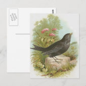 Blackbird Postkarte (Vorne/Hinten)