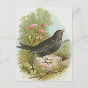 Blackbird Postkarte