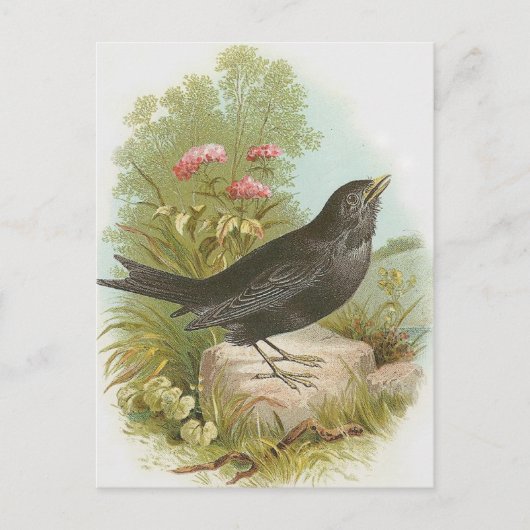 Blackbird Postkarte (Vorderseite)