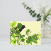 Blackbird Postkarte (Stehend Vorderseite)