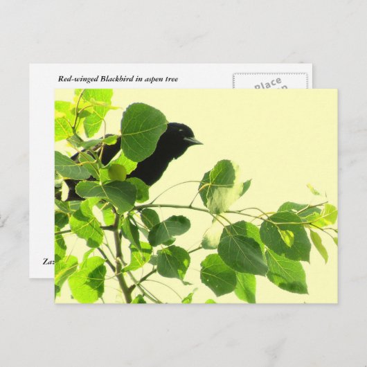 Blackbird Postkarte (Vorne/Hinten)