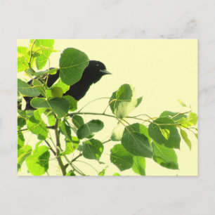 Blackbird Postkarte