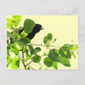 Blackbird Postkarte (Vorderseite)