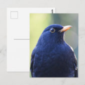 Blackbird Postkarte (Vorne/Hinten)