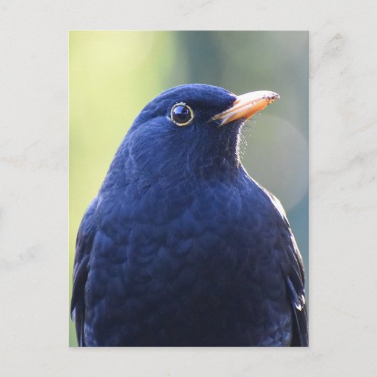 Blackbird Postkarte (Vorderseite)