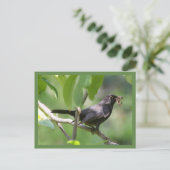 Blackbird Postkarte (Stehend Vorderseite)