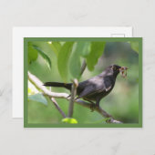 Blackbird Postkarte (Vorne/Hinten)