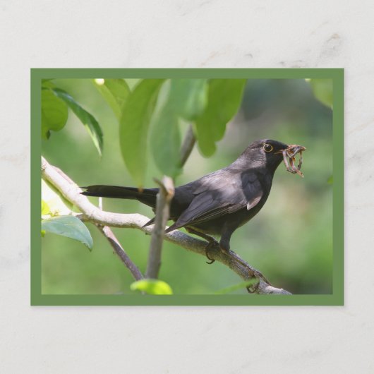 Blackbird Postkarte (Vorderseite)