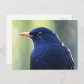 Blackbird Postkarte (Vorne/Hinten)