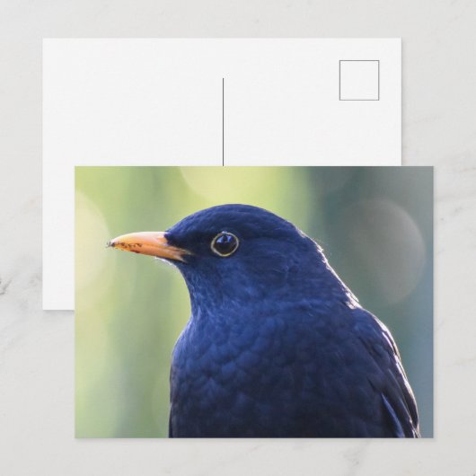 Blackbird Postkarte (Vorne/Hinten)