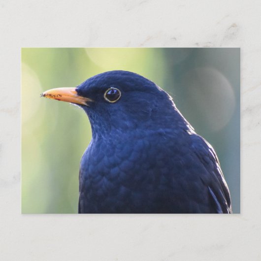 Blackbird Postkarte (Vorderseite)