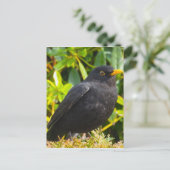 Blackbird Postkarte (Stehend Vorderseite)