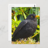 Blackbird Postkarte (Vorne/Hinten)
