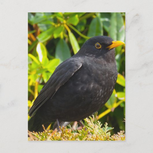 Blackbird Postkarte (Vorderseite)