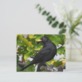 Blackbird Postkarte