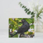 Blackbird Postkarte (Stehend Vorderseite)