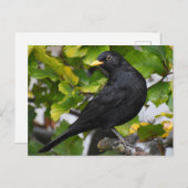 Blackbird Postkarte (Vorne/Hinten)