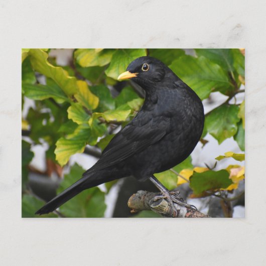 Blackbird Postkarte (Vorderseite)