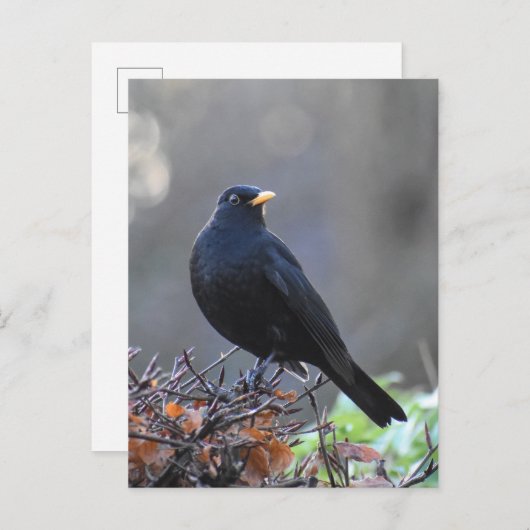 Blackbird Postkarte (Vorne/Hinten)