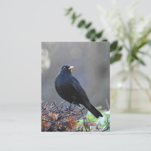 Blackbird Postkarte (Stehend Vorderseite)