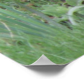 Blackbird Print bei Weibchen Poster (Ecke)