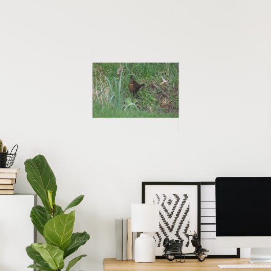 Blackbird Print bei Weibchen Poster (Heimbüro)