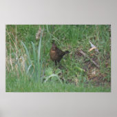 Blackbird Print bei Weibchen Poster (Vorne)