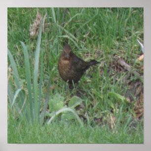 Blackbird Print bei Weibchen Poster