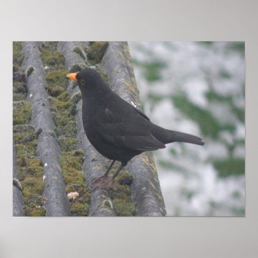 Blackbird Print Poster (Vorne)
