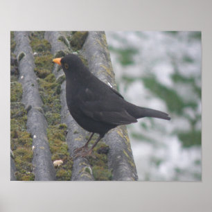 Blackbird Print Poster