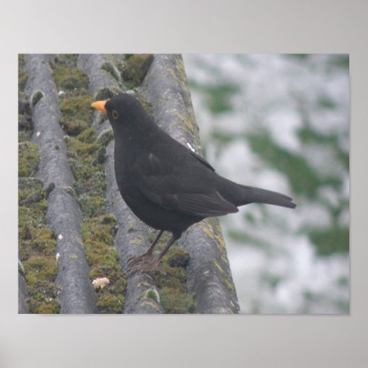 Blackbird Print Poster (Vorne)