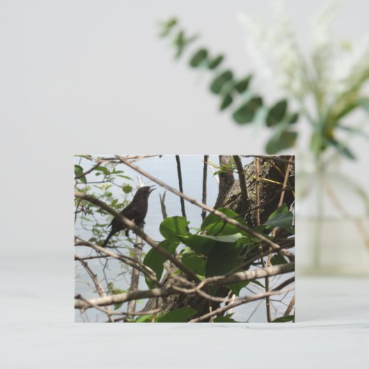 Blackbird singen auf einer Tree-Postkarte Postkarte (Stehend Vorderseite)