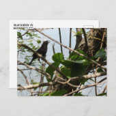 Blackbird singen auf einer Tree-Postkarte Postkarte (Vorne/Hinten)