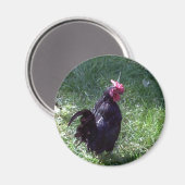 Blackbird the Rooster Magnet (Vorderseite/Rückseite)