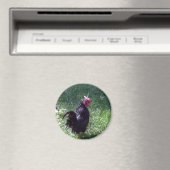 Blackbird the Rooster Magnet (In Situ (Geschirrspüler))