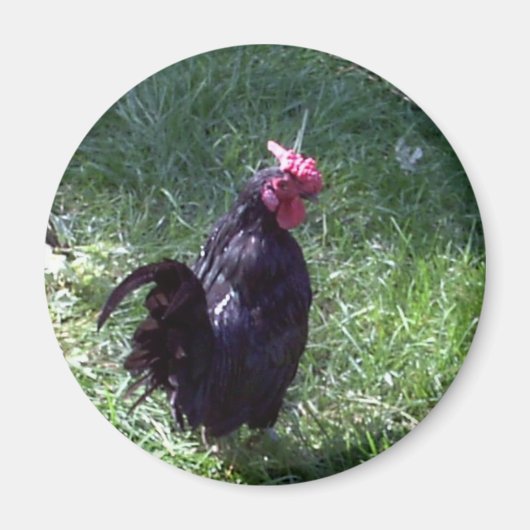 Blackbird the Rooster Magnet (Vorne)