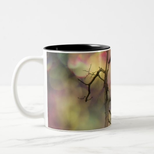 Blackbird Twinkle Zweifarbige Tasse (Links)