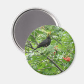 Blackbird und Berries Magnet (Vorderseite/Rückseite)
