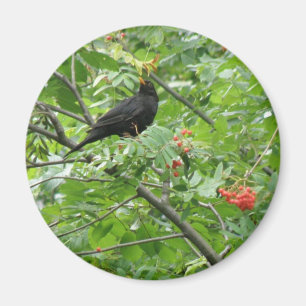 Blackbird und Berries Magnet