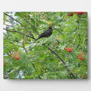 Blackbird und Berries Plaque Fotoplatte